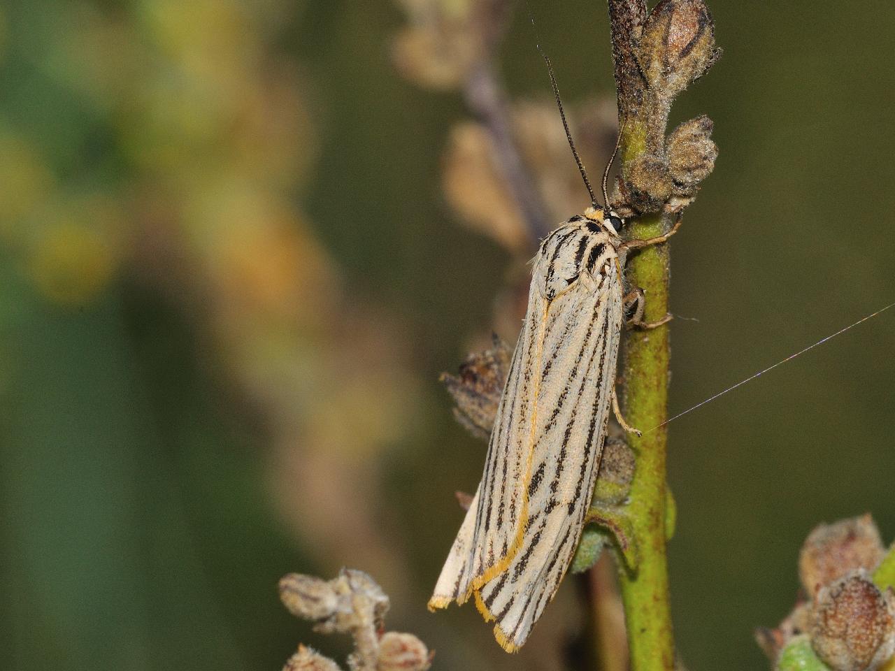 ID falena ? - Coscinia striata